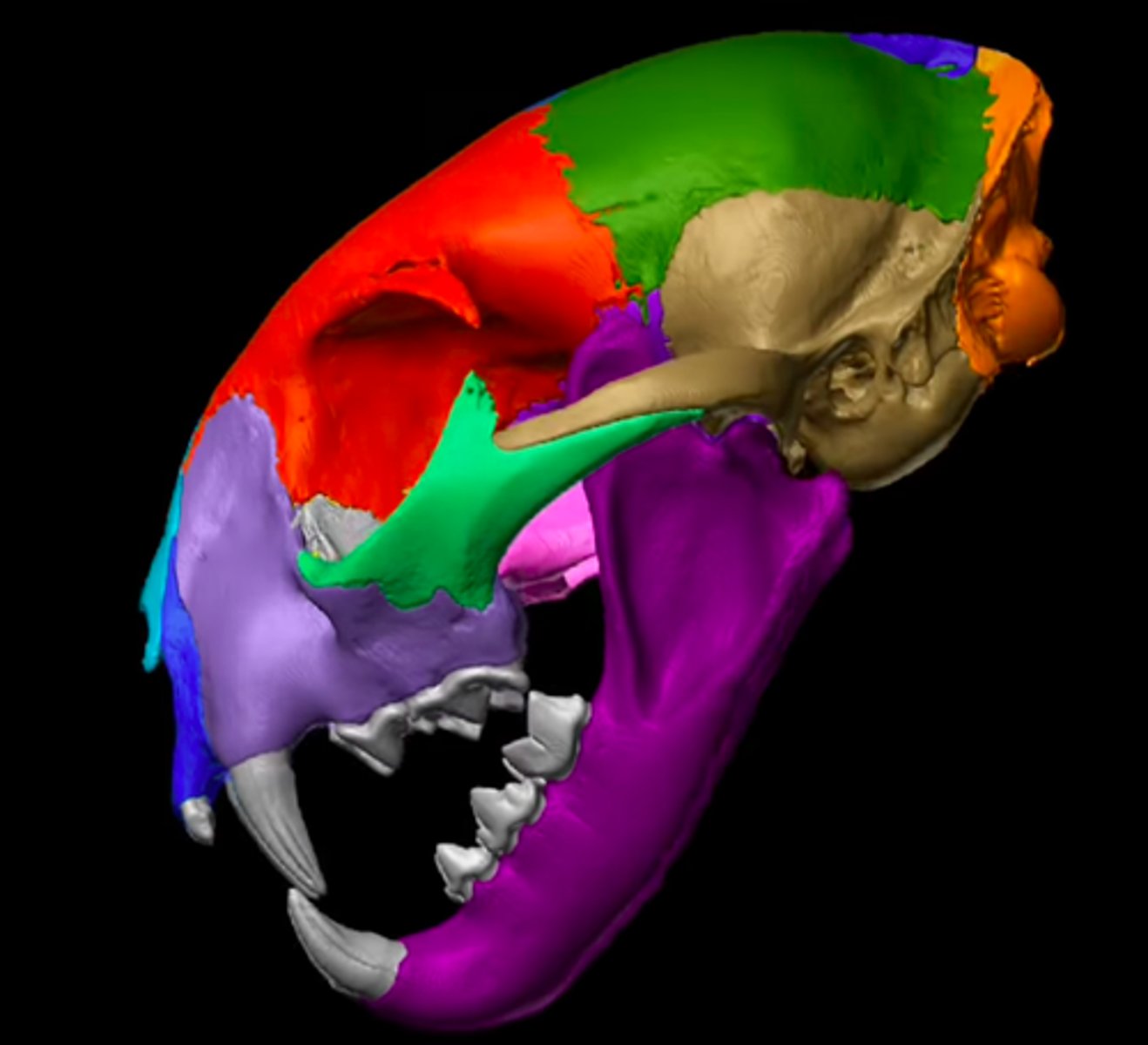 <p>Baby blue area above the incisive bone</p>