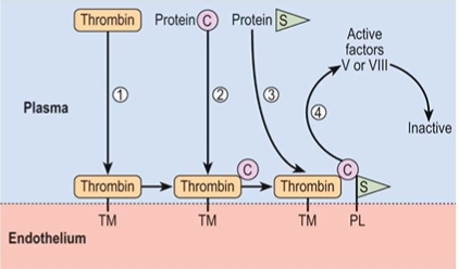<ul><li><p>physical separation of blood from subendothelium</p></li><li><p>platelet inhibitory factors</p></li><li><p>fibrinolytic effects</p><ul><li><p>tissue plasminogen activator (t-PA) </p></li></ul></li><li><p>anticoagulant effects</p><ul><li><p>TF pathway inhibitor: inhibits the TF-FVIIa- Ca2+ complexes</p></li><li><p>thrombomodulin and endothelial protein C receptor: activates protein C, protein C/S complex inhibits factors Va and VIIIa</p></li><li><p>heparin-like molecules: binds and activates antithrombin IIIfibrinolytic effects</p></li></ul></li></ul><p></p>