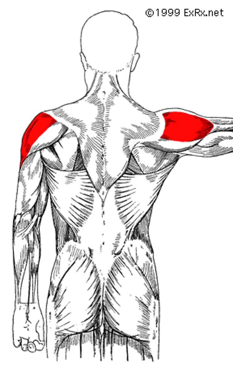 <p>What is this muscle, and what is its action, Proximal &amp; Distal insertions?</p>