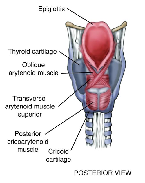 <p>Action of oblique interarytenoids?</p>