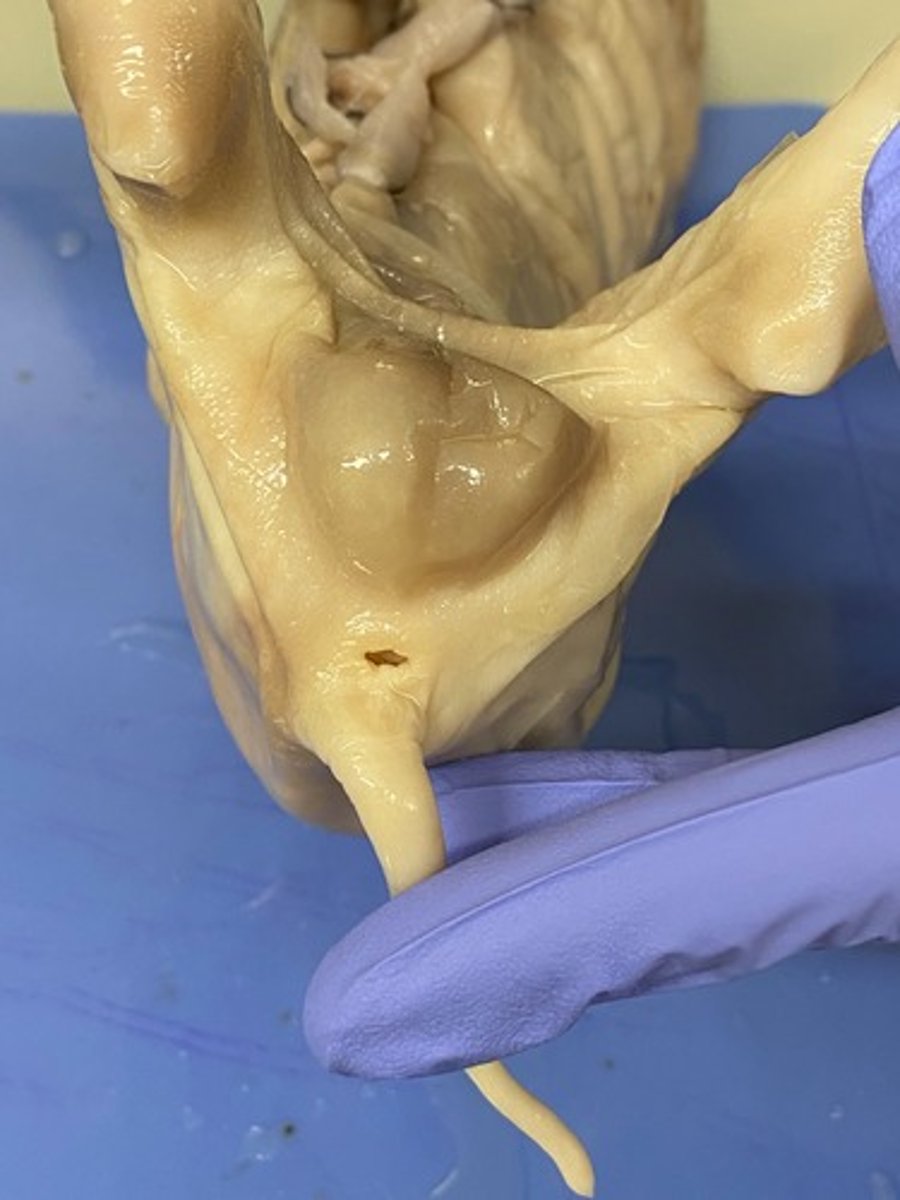 <p>What system does the Anus belong to?</p>