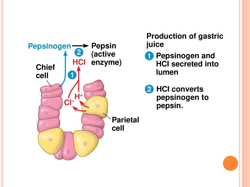 <ul><li><p>Gastric glands secrete mucus, digestive enzymes, and hydrochloric acid (gastric juice).</p></li><li><p>Parietal cells secrete hydrogen and chloride ions separately into the lumen of the stomach =&gt; Hydrochloric acid ensures a low pH (1.5-2.5) to dissolves minerals and kills bacteria that enter the stomach along with food.</p></li><li><p>Chief cells secrete inactive pepsinogen, which is activated to pepsin when mixed with hydrochloric acid in the stomach =&gt; Pepsin breaks down proteins into peptides.</p></li><li><p>Mucus protects the stomach from gastric juice.</p></li></ul><p></p>