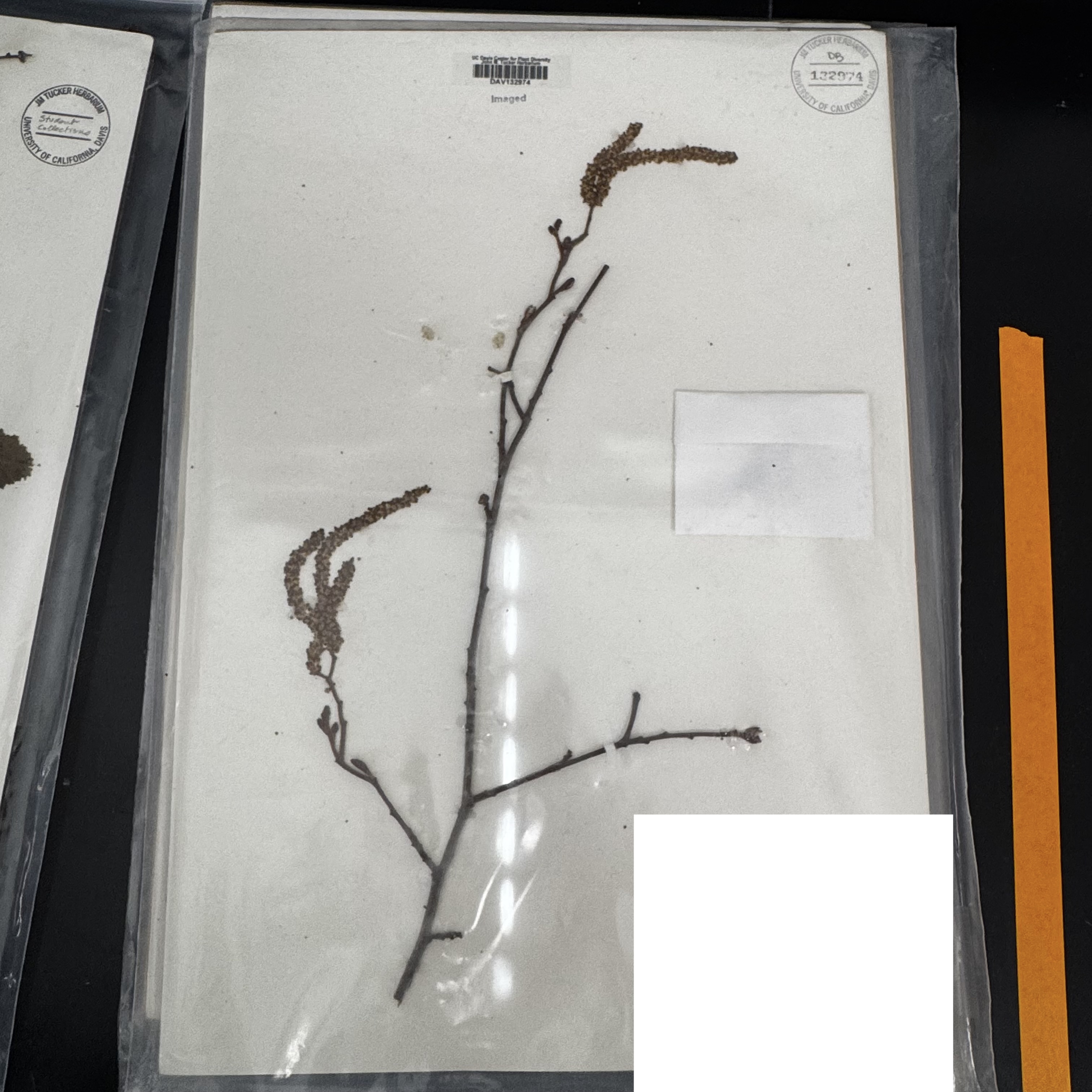 <p>What order, family, and genus?</p>