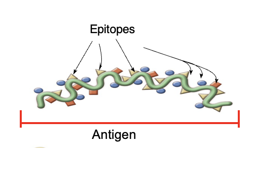 <p>epitope</p>