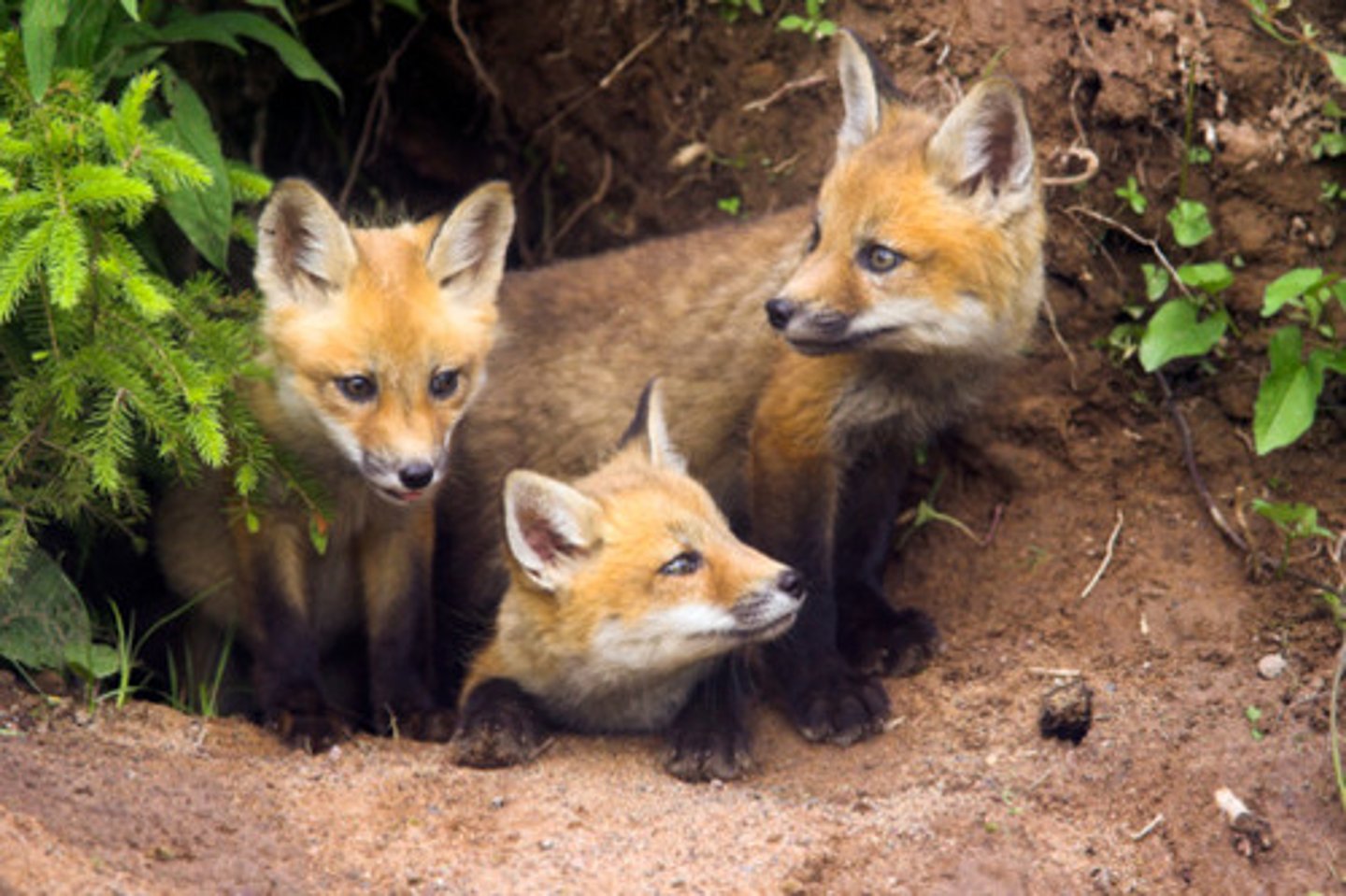 <p>/leər/ hang ổ a fox's _____</p>