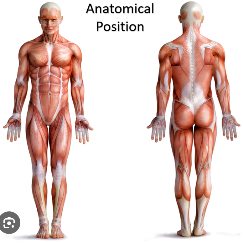 <p><span style="color: rgb(255, 255, 255)">is the starting point for describing positions and directions of the human body, with the body standing upright, feet slightly apart, face and shoulders facing forward, and palms facing forward.</span></p>