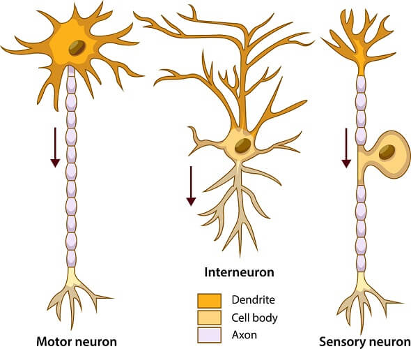 <p>the nerves responsible for carrying signals away from the central nervous system in order to initiate an action</p>