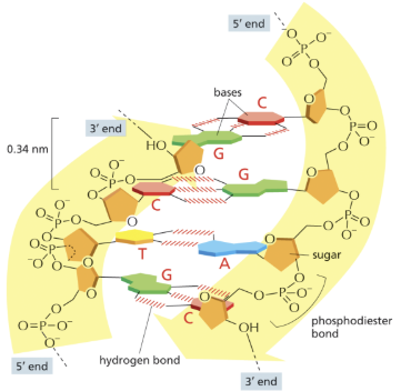 <p>Three forces that keep the DNA strands together are hydrogen bonds, ___ interactions and __/__/___ attractions (LD forces)</p>