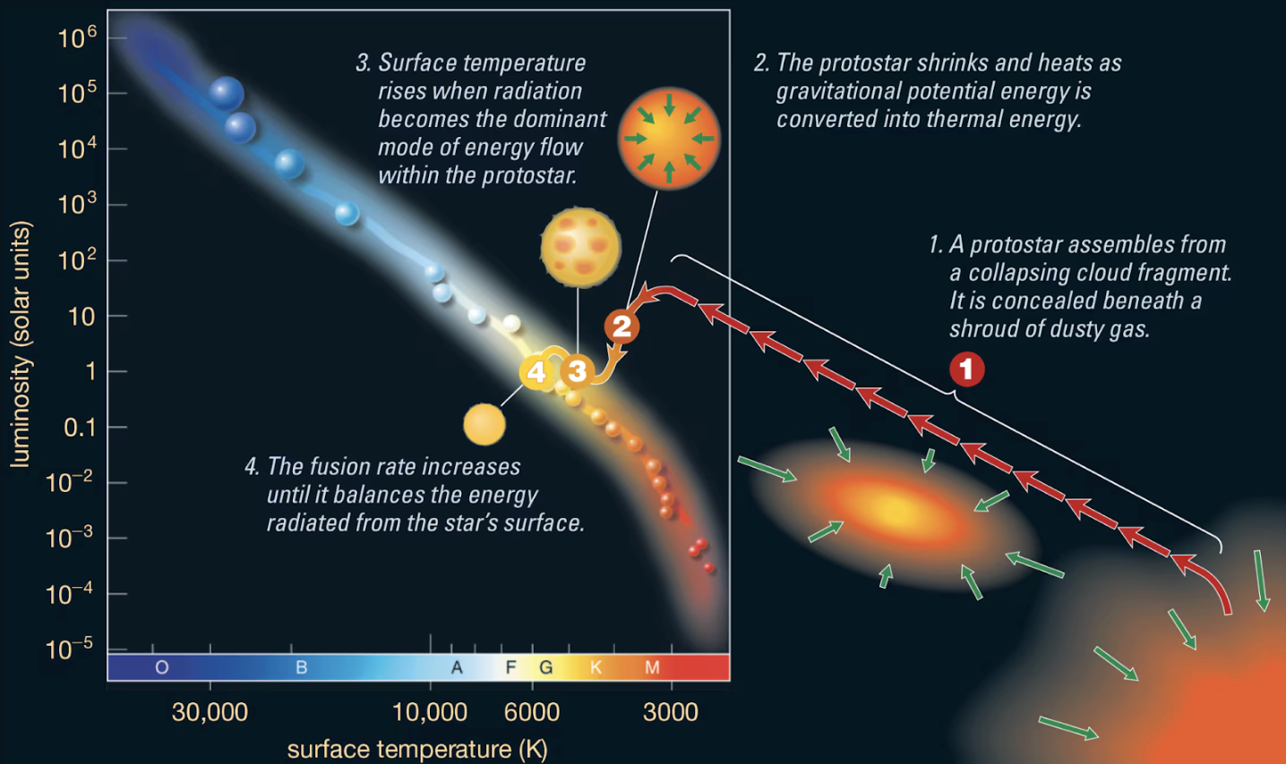 <ul><li><p><span style="background-color: transparent;">A protostar looks starlike after the surrounding gas is blown away, but its <strong>thermal energy</strong> comes from <strong>gravitational contraction</strong>, not fusion</span></p></li><li><p><span style="background-color: transparent;">Contraction must continue until the core becomes <strong>hot enough for nuclear fusion</strong></span></p></li><li><p><span style="background-color: transparent;"><strong>Contraction stops</strong> when the energy released by core fusion <strong>balances</strong> energy radiated from the surface—the star is now a main-sequence star</span></p></li><li><p><span style="background-color: transparent;">Essentially, protostars are slowly contracting over time until the point where nuclear fusion starts</span></p></li></ul><p></p>