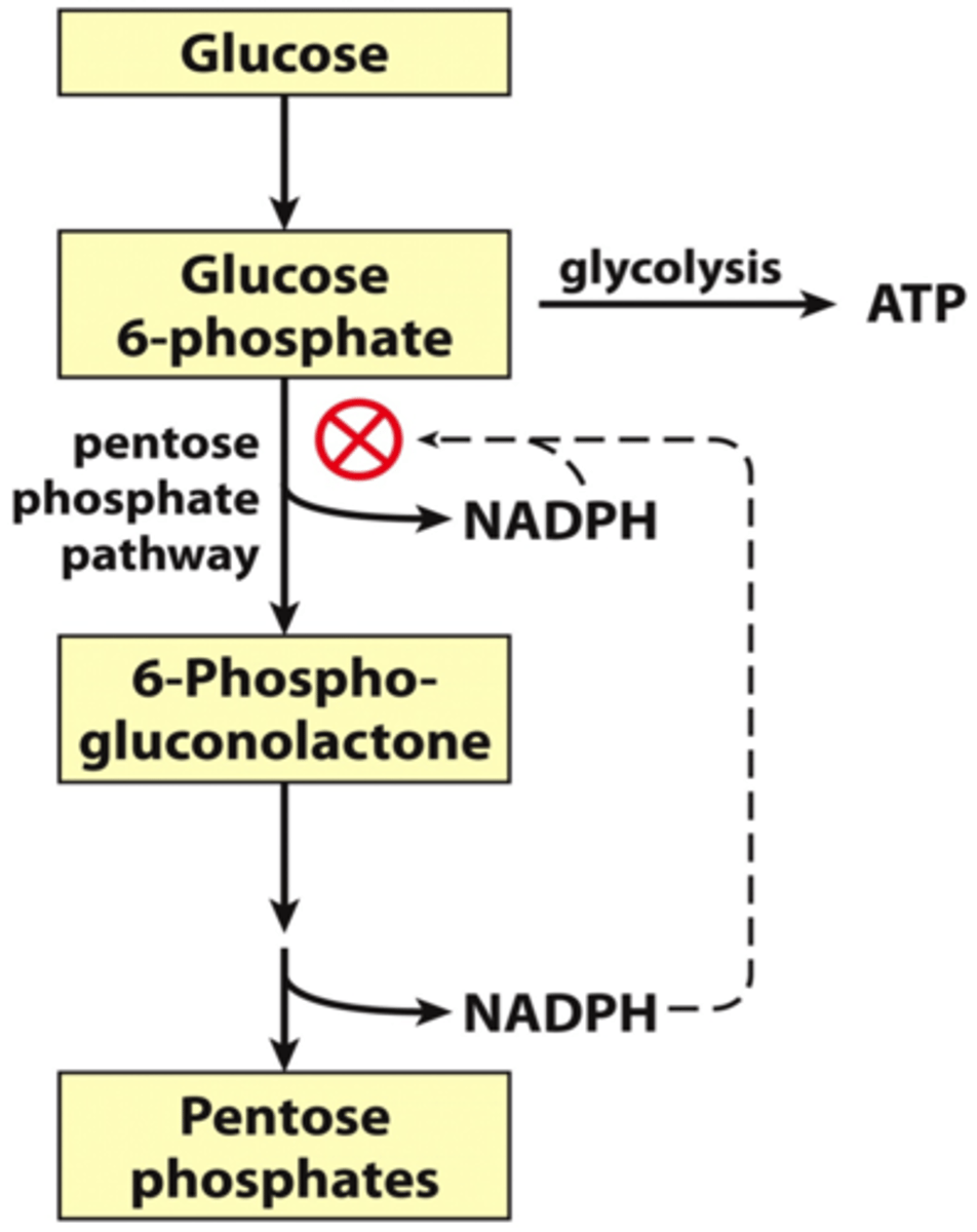 <p>NADPH regulates partitioning</p><p>Inhibits glucose-6-phosphate dehydrogenase, which blocks the pentose phosphate pathway</p>