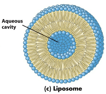 <p>Contains a lipid bilayer that forms an aqueous cavity in the center.</p>