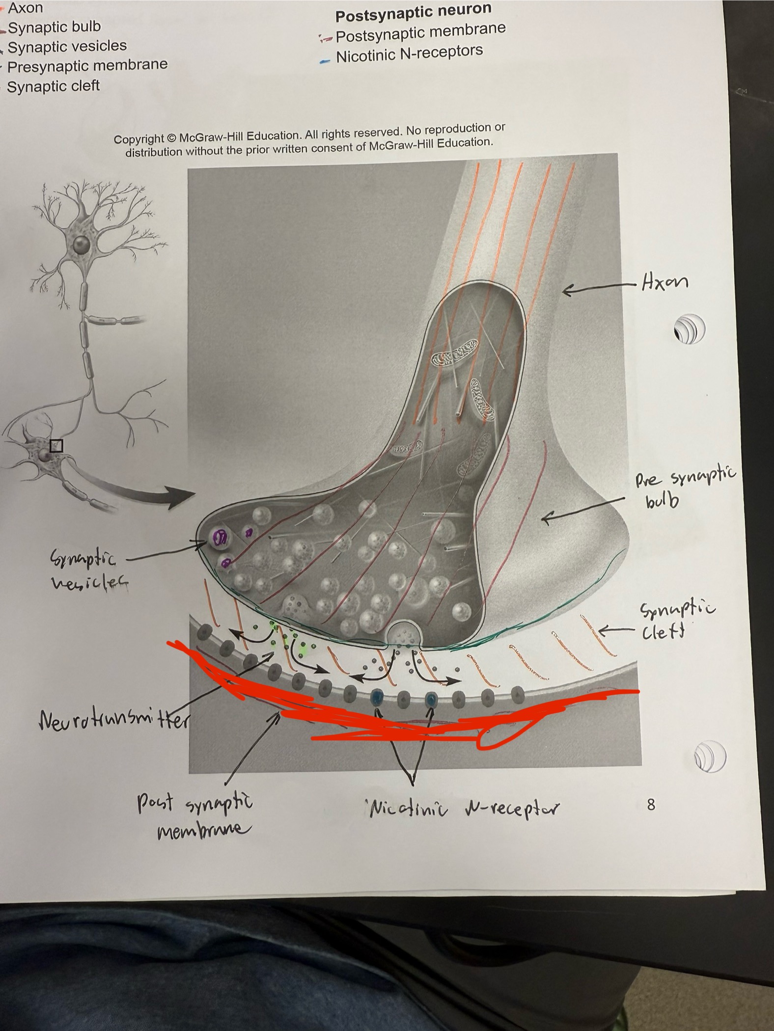 <ul><li><p>Membrane of the motor end plate</p></li></ul><p></p>