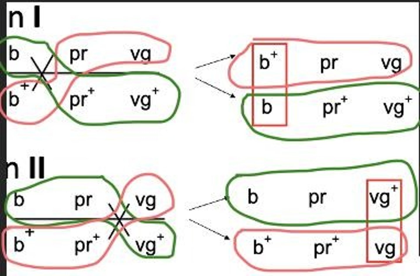 <p>Epistasis is a form of gene interaction where one gene masks the effect of another gene.</p>