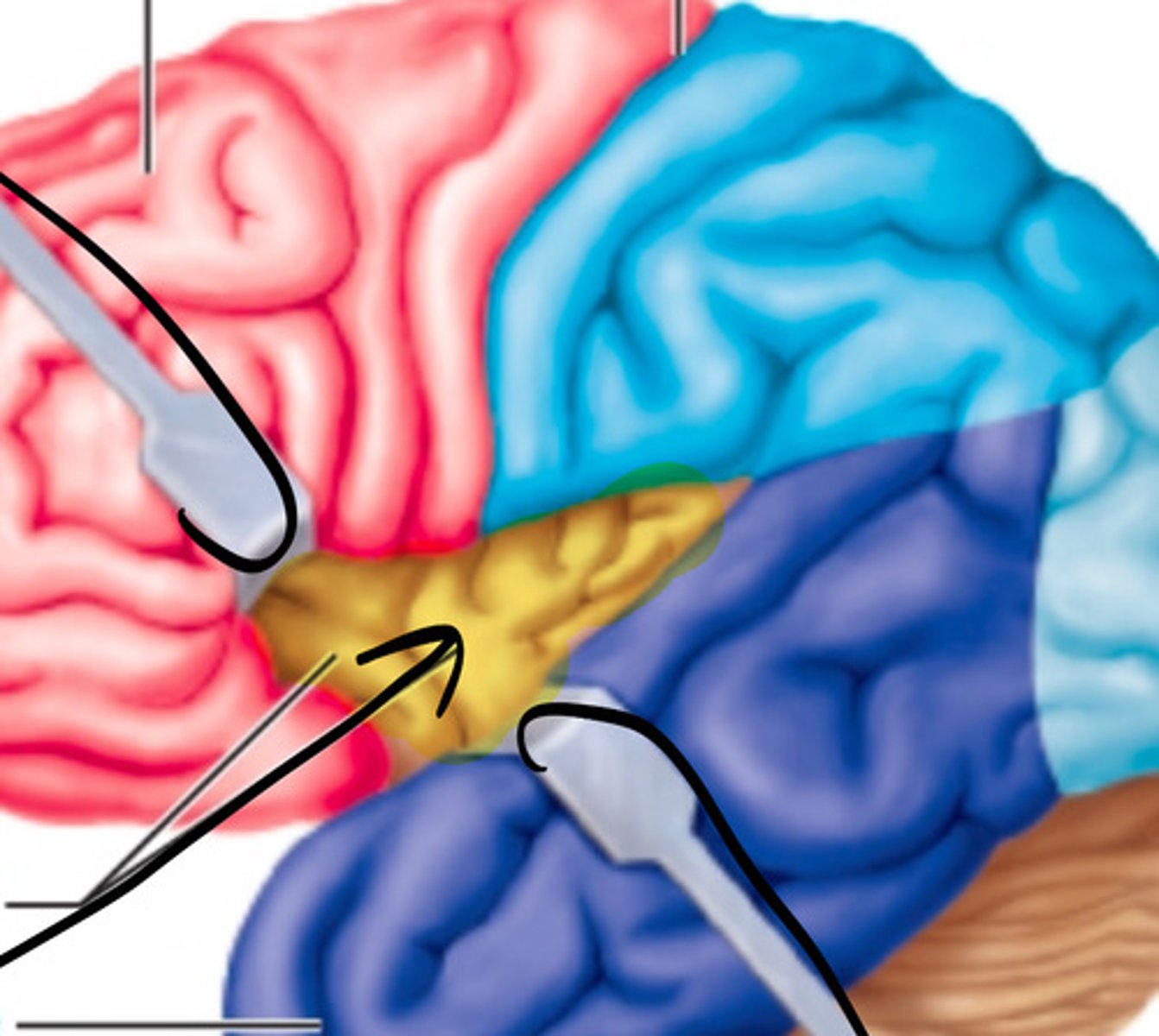 <p>what structure is highlighted in yellow?</p>