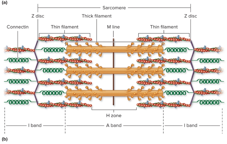 <p>I bands</p>