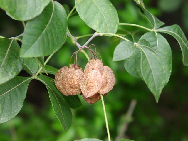 <p>Ptelea trifoliata<br>(Citrus)</p>