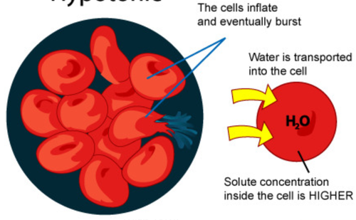 Water concentration is higher than the cell's cytoplasm. Cell swells