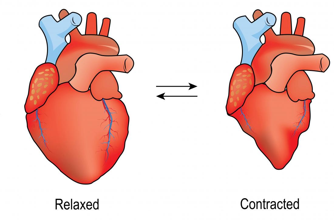 <p>rate of contraction (depolarization), pressure when heart is squeezed</p>