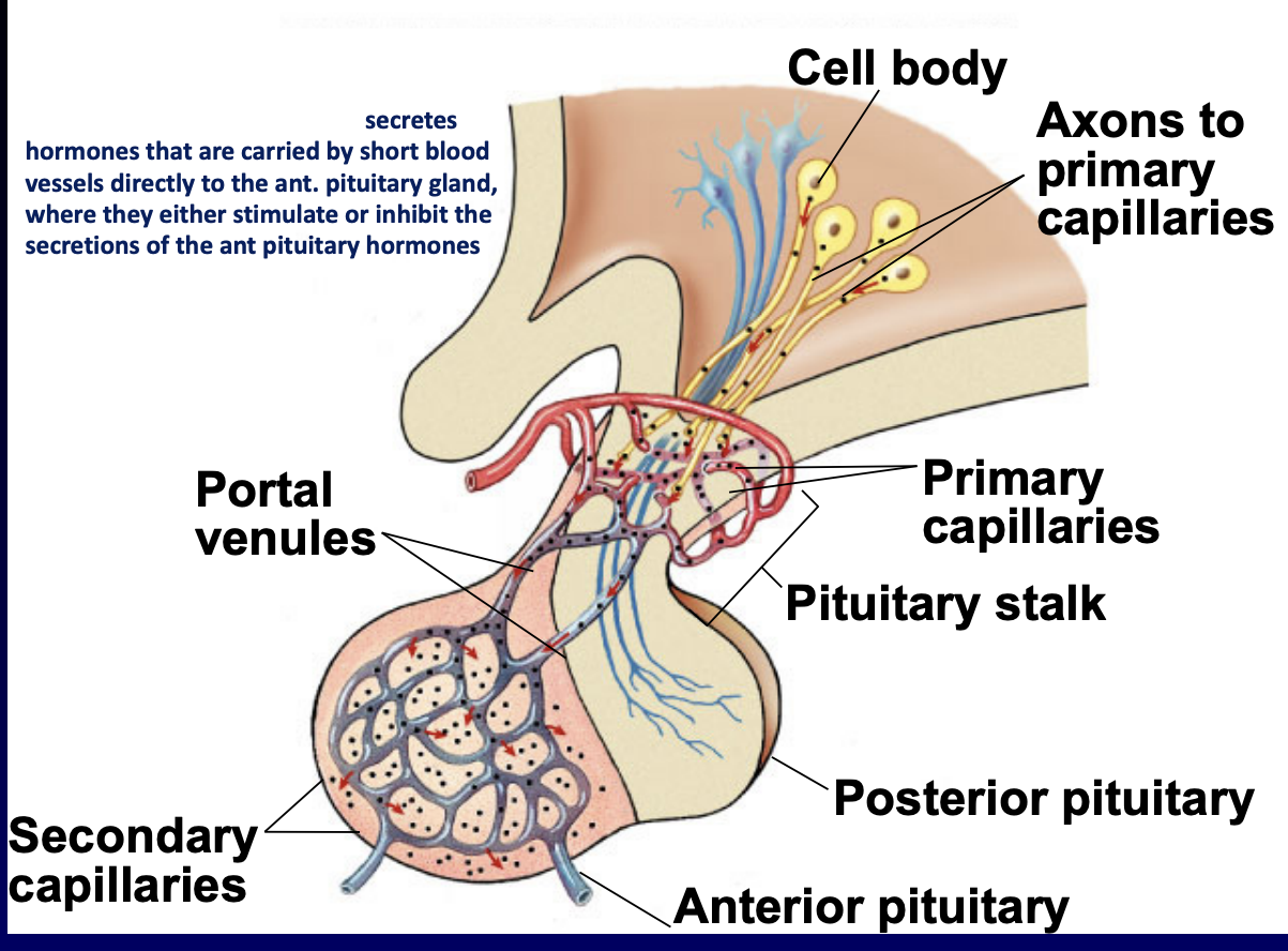 <p>anterior pituitary </p>