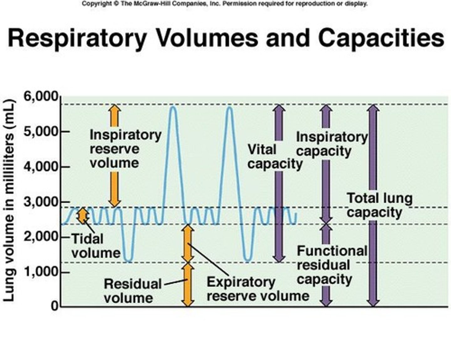 <p>The maximum amount of air that can be moved into and out of the lungs in a single respiratory cycle, calculated as ERV + IRV + TV (approximately 4,800 ml for males and 3,400 ml for females).</p>