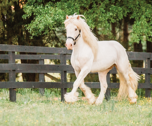 <ul><li><p><span style="color: red"><strong>Origin in Iowa from mare named Old Granny</strong></span></p><ul><li><p><span style="color: red"><strong>Unusual for mare to have such prepotency</strong></span></p></li><li><p><span style="color: red"><strong>White mane and tail, amber eyes, pink skin, rich cream color</strong></span></p></li></ul></li><li><p>Currently on endangered species list since 1980s</p></li><li><p>1,600 - 2,000 lbs</p></li><li><p>15 - 16.3 hands</p></li></ul><p></p>