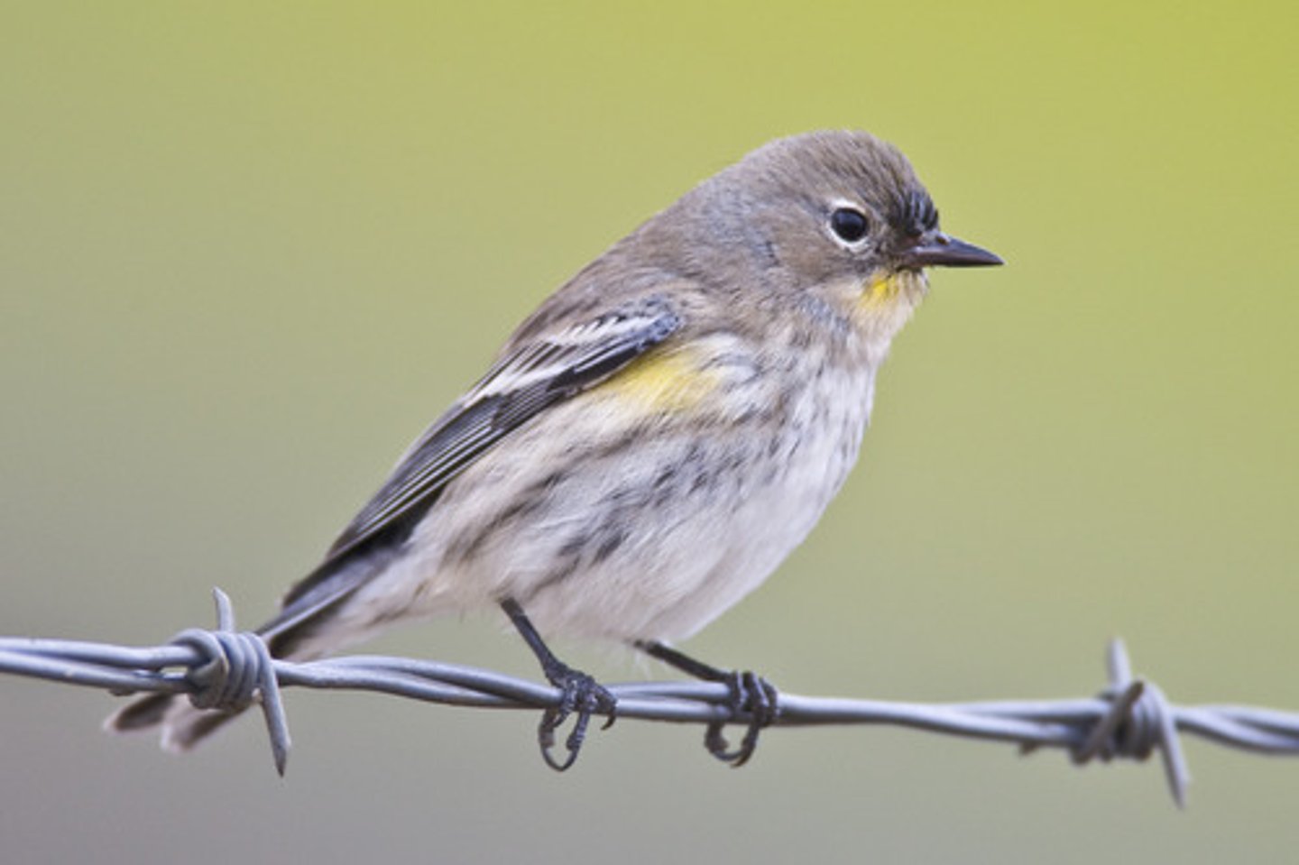 <p>Bird</p>
