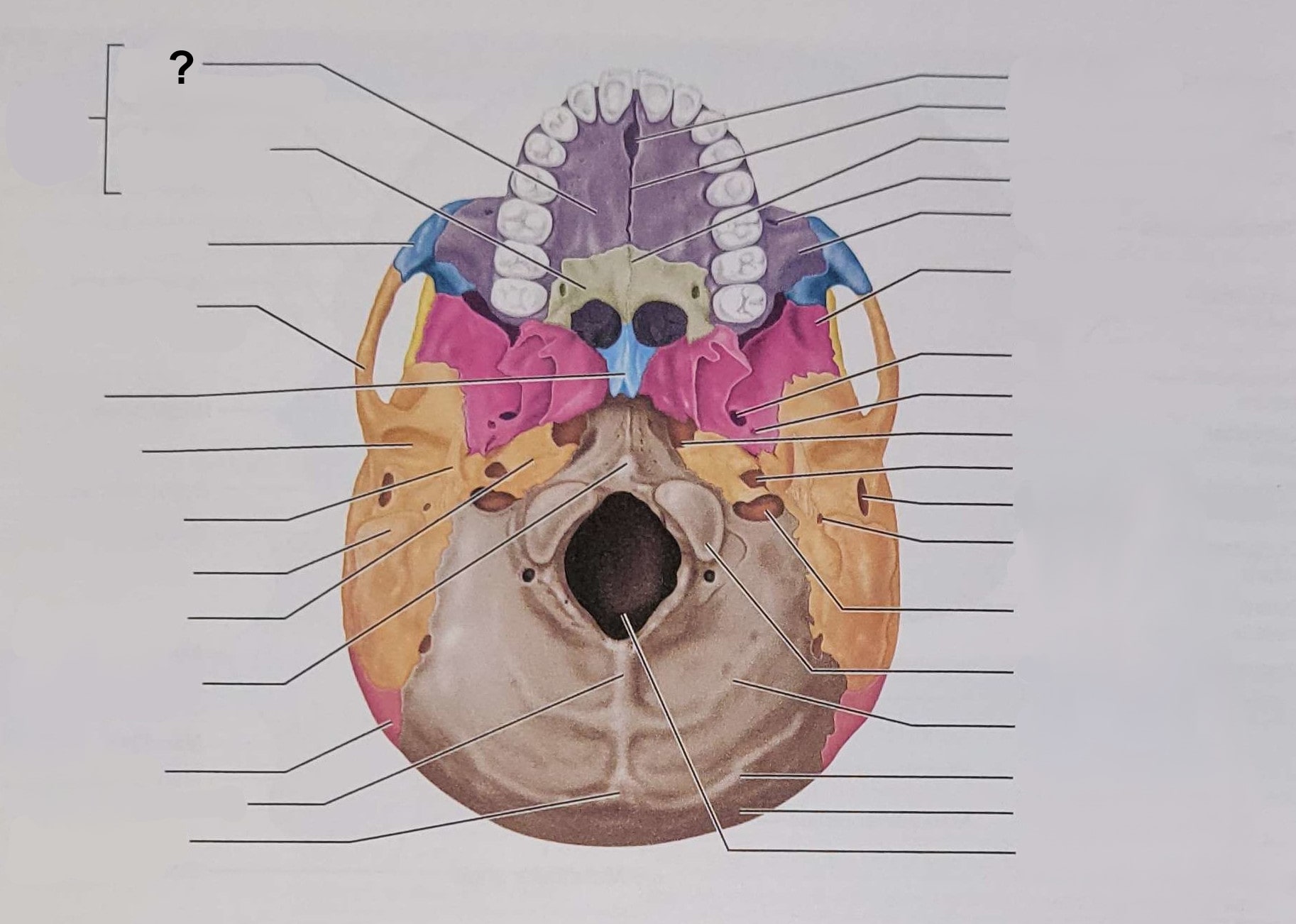 <p>Name the indicated structure</p>