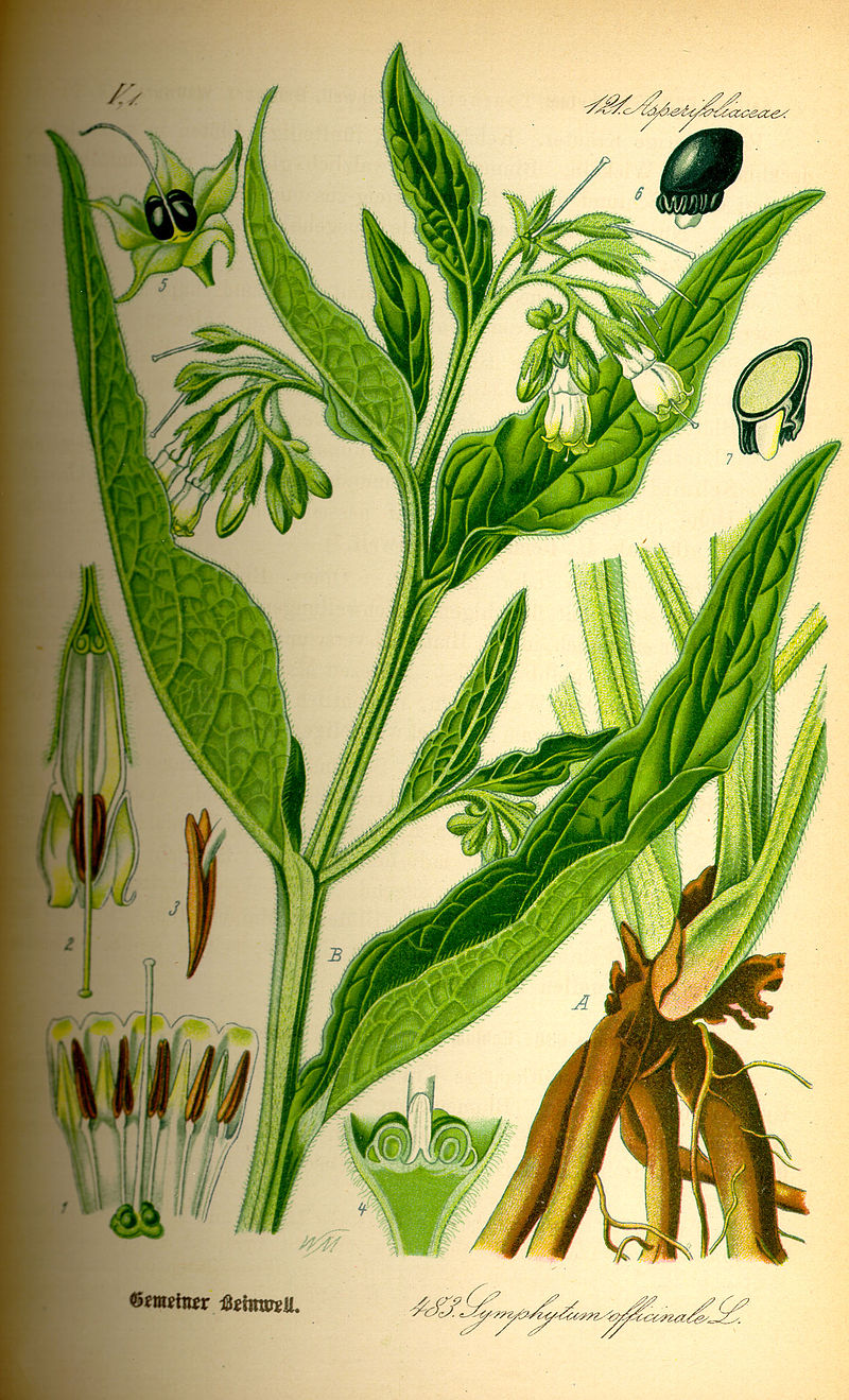 <p><em>Boraginaceae -</em> brutnákovité</p><p><em>Symphytum officinale -</em>  kostival lékařský</p>