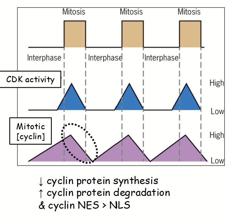 <p><strong>Control of the cell cycle</strong></p><p>Occur due to relative rates of protein synthesis and degradation at different points during the cell cycle.</p><ul><li><p>Decrease in [mitotic cyclin] after start of M phase due to decreased synthesis of new cyclin proteins <u>and</u> degradation of pre-existing cyclin proteins (via proteasome).</p></li><li><p>CDKs inactivated by phosphorylation by CDK kinases, CDK kinase kinases, etc. (complex regulatory process).</p></li><li><p>AND… after start of M phase, <u>pre-existing cyclins also prevented from targeting to nucleus…</u> (cannot activate CDKs in nucleus).</p></li></ul><p></p>