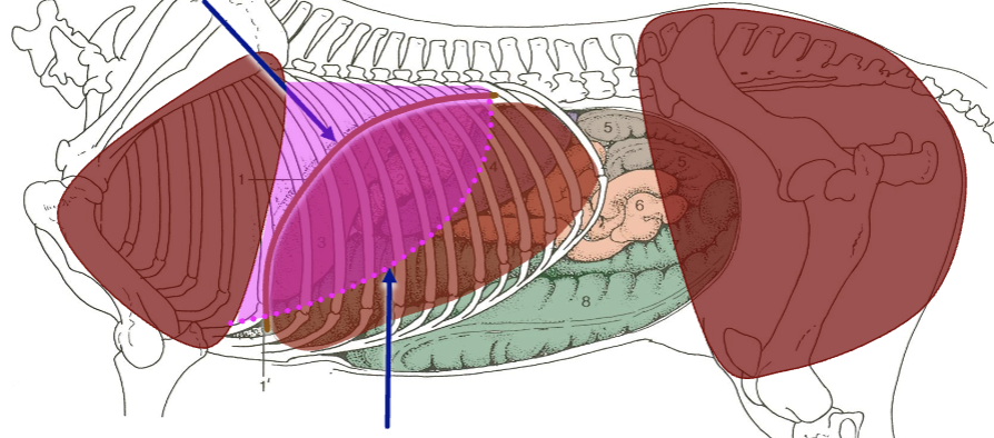<p>what is the bottom blue arrow</p>