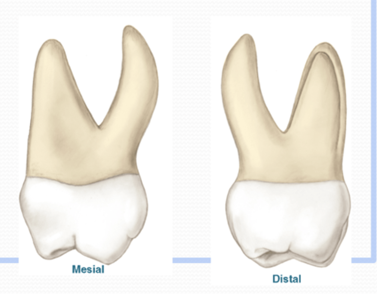 <p>Since both mesial cusps are bigger than the distal cusps, from the mesial view, you cannot see the distal cusps</p><p>from the distal view, you can see the mesial cusps</p>