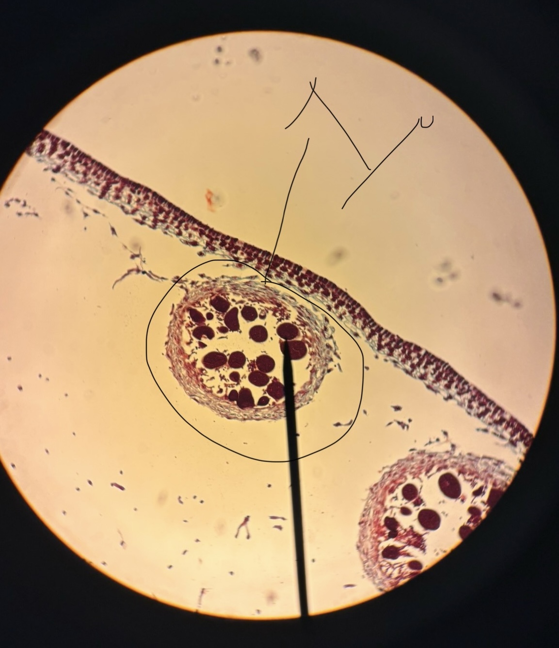 <p>What phylum and 1.</p>