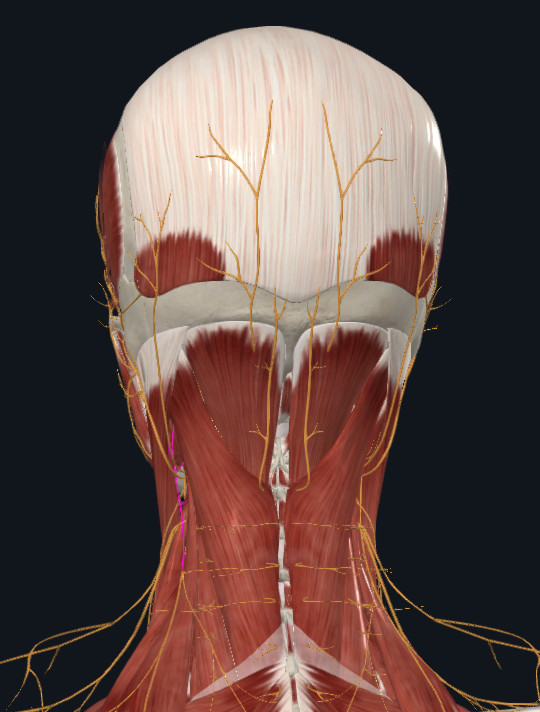 <p>What nerve is highlighted</p>