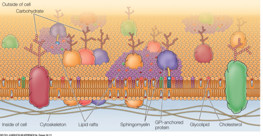 <p>The fluid mosaic model of membranes </p>