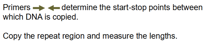<p>Perfect for PCR based analysis</p><p>Similar structure to VNTR</p><p>But these are very short - 2-6 bases</p><p>DON’T use restriction enzymes - use PCR primers and PCR to copy</p>