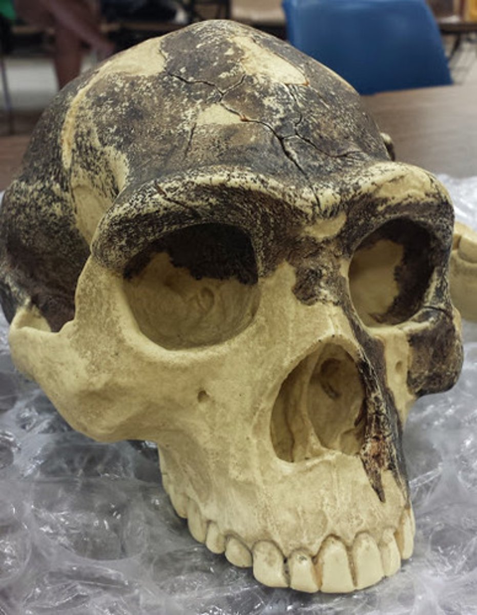<p>-first species to migrate out of Africa, wide geological range Eurasia and SE Asia</p><p>-800-1000cc cranial capacity, long low "football" shaped skull, microdontia, nuchal torus, prominent supraorbital torus (passes pencil test), occipital torus, robust skull bones.</p><p>-some Asian specimens have sagittal keel</p><p>-efficient and obligate biped, longer legs than arms, narrow modern pelvis</p>