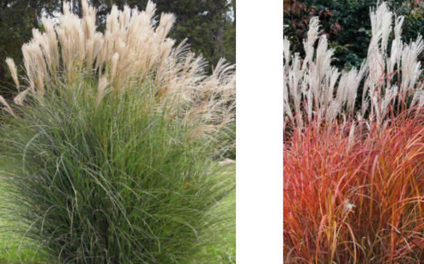 <p><span>Miscanthus sinensis</span></p><p><span>Chinese Silver Grass</span></p>