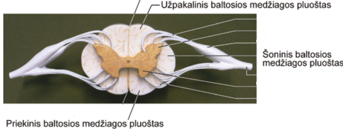 <p>Priekinis</p><p>Uzpakalinis</p><p>Soninis</p>