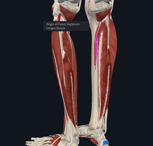 <p>Origin: flexor digitorum longus</p>