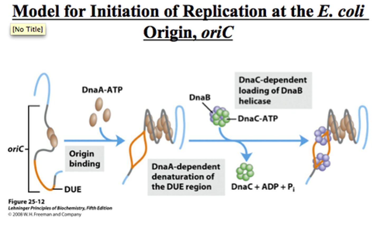 <p>-cell mass</p><p>-growth rate</p><p>-cellular health</p>