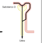 <p>Filtration, secretion</p>