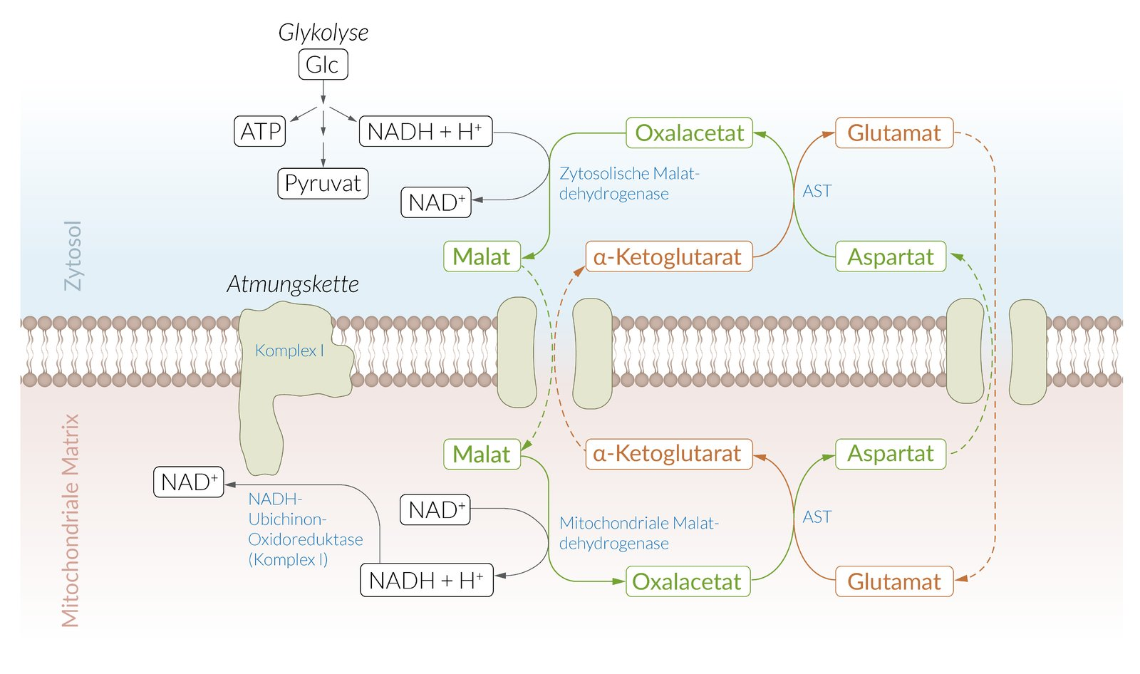 <p>B. Malate and glutamate</p>