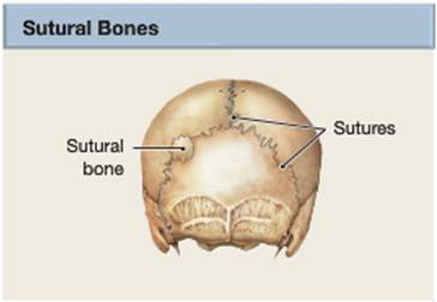 <p>- Small bones located within joints (sutures) between certain cranial bones</p>