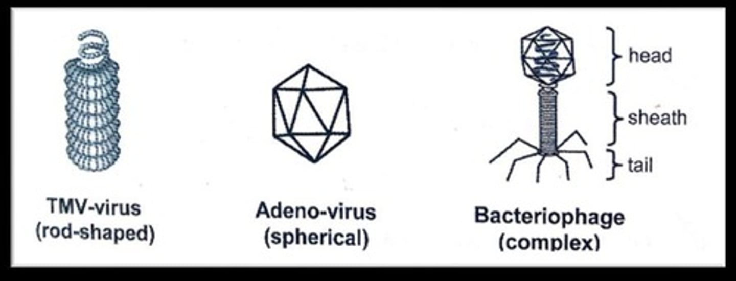 <p>Virus that infects bacterial cells.</p>