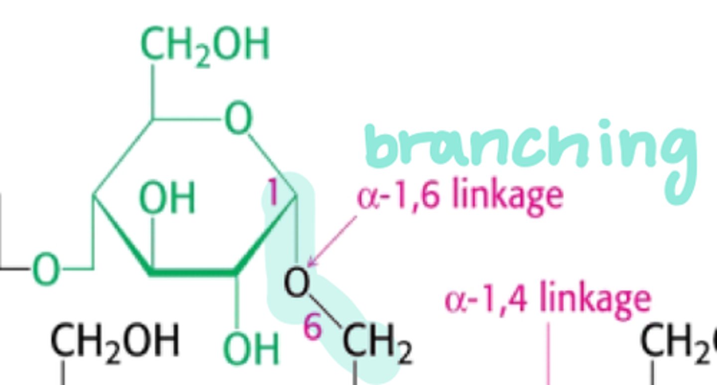 <p>attached by the 1,6 g-bonds</p>