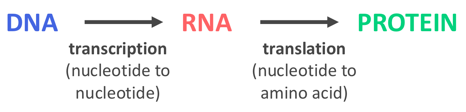 <p>Concerned with the flow of information form DNA towards protein </p>