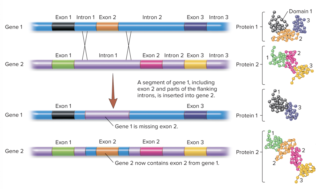 the phenomenon in which an exon and its flanking introns from one gene are inserted into another gene