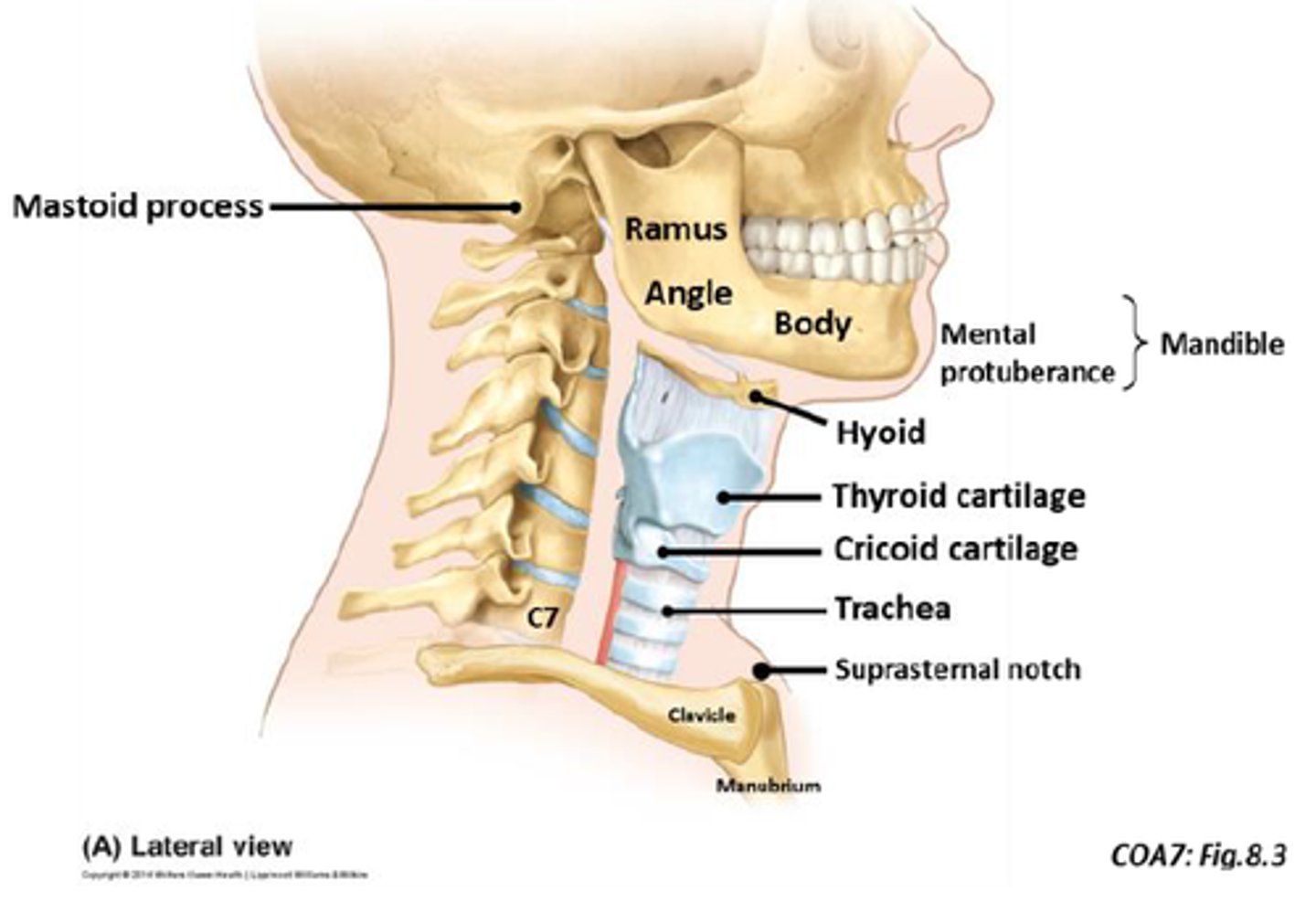 <p>Anteriorly, the pharynx is attached to the cranium, mandible, and hyoid bone.</p><p>1. cranium</p><p>2. mandible</p><p>3. hyoid bone</p><p>, thyroid cartilage and cricoid cartilage</p>