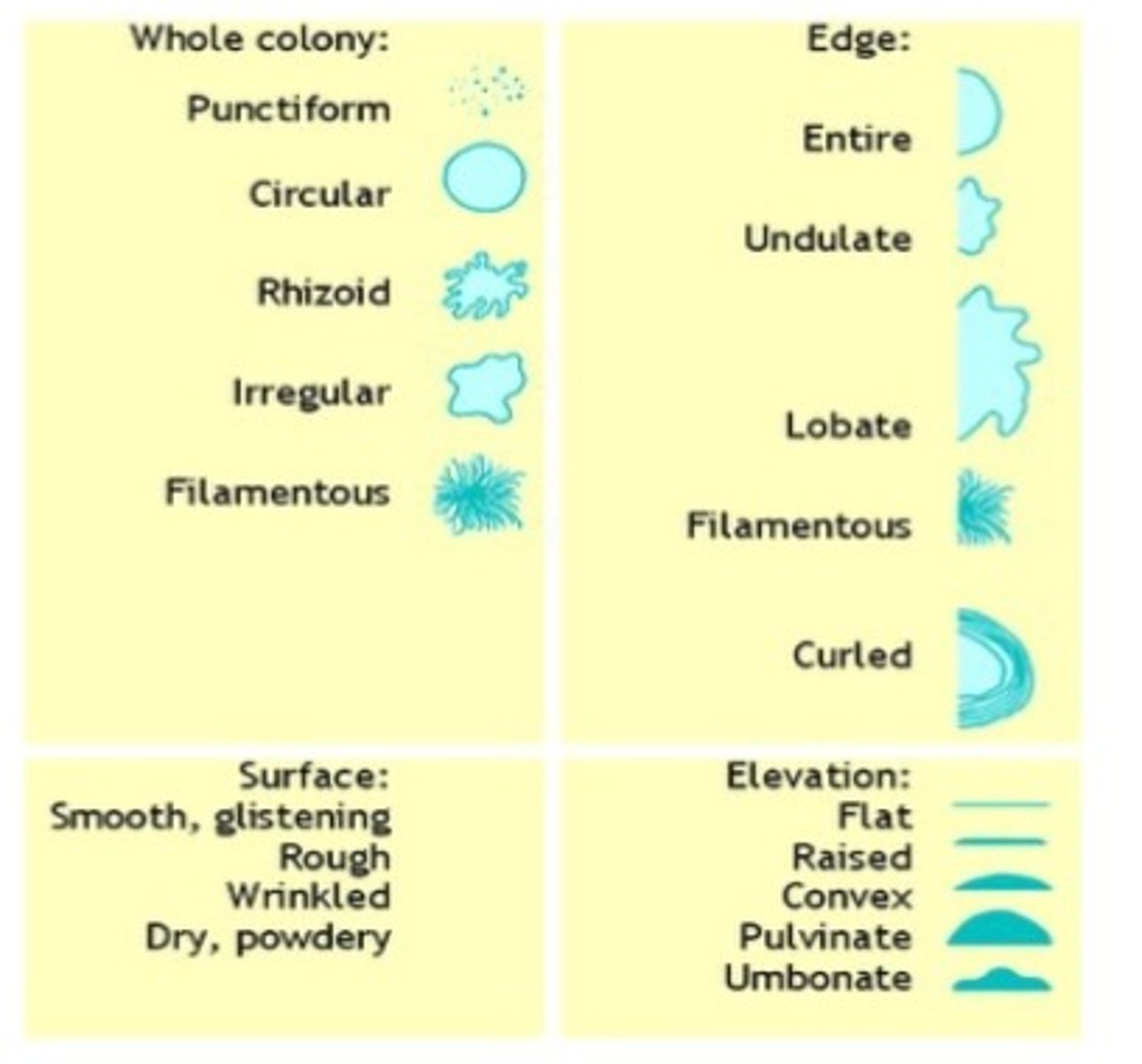 <p>Entire, undulate, lobate, filamentous</p>