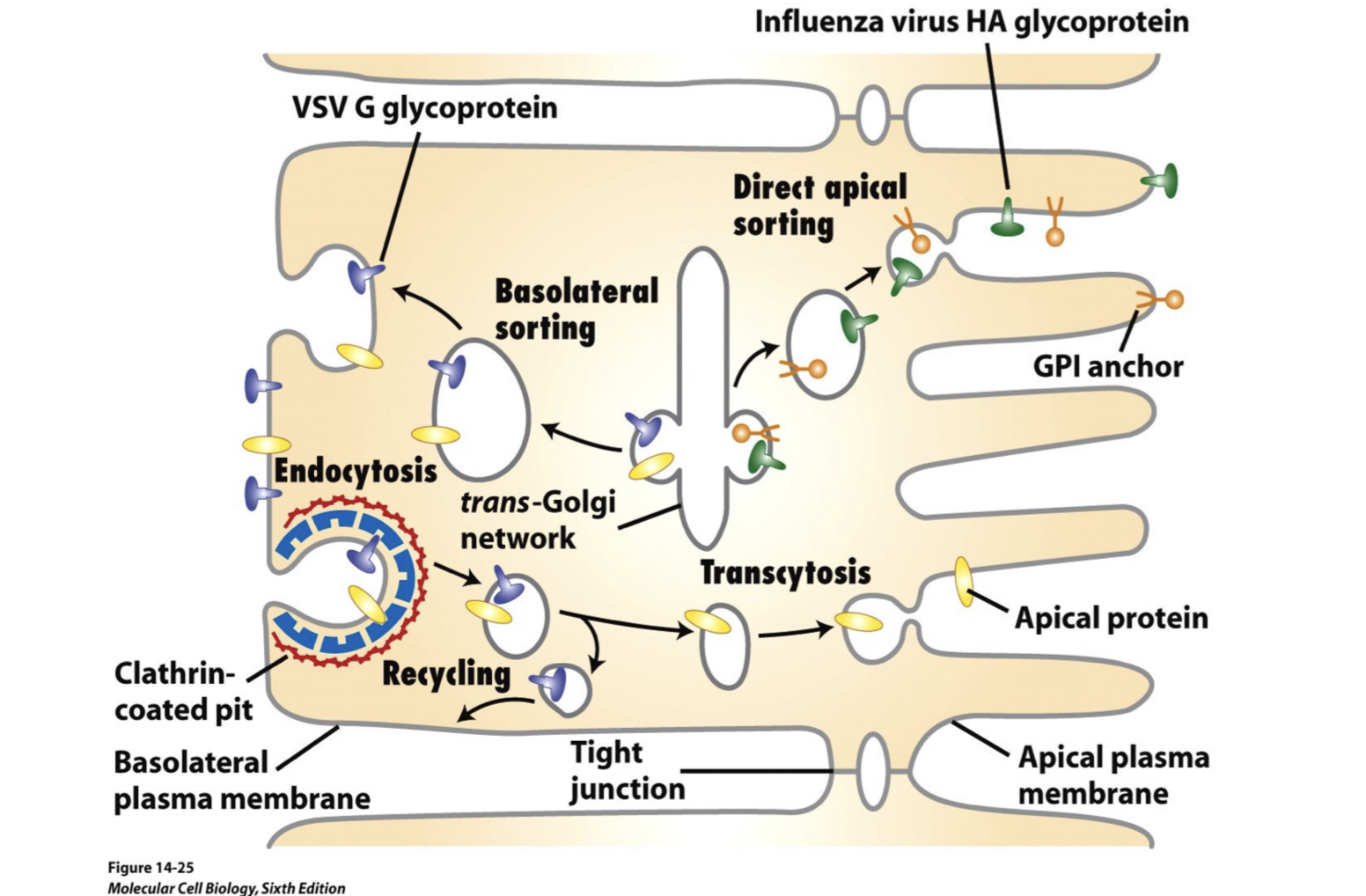 <p>a variety of mechanisms in specialized cells</p><ul><li><p>N- and O- linked sugars</p></li><li><p>Glycosphingolipids and GPI-linked proteins or <u>lipid rafts</u></p></li><li><p>amino acid sequences</p></li><li><p>Rabs and SNARES</p><p></p></li></ul><p></p>